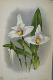 Lindenia Limited Edition Print: Maxillaria Longisepala (Yellow and Sienna) Orchid Collectible (B2)