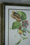 Professionally Double Matted & Framed in Hand-painted Frame 21”x 15” VERY RARE Authentic Limited Edition 1960 Descourtilz Folio of Tropical Orange-Breasted Barbet or Cabezon Elegant Bird Plate 13 from Brazil (DES0)