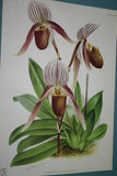 Lindenia Limited Edition Print: Paphiopedilum, Cypripedium Microchilum, Lady Slipper (White) Orchid Collector Art (B1)