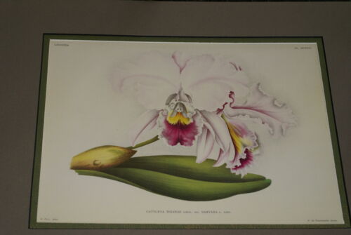 Lindenia Limited Edition Print: Cattleya Trianae Lindl Var Samyana L Lind (White with Magenta and Yellow Center) Orchid Collector Art (B4)