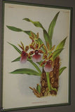 Lindenia Limited Edition Print: Arachnanthe Cathecarti Benth (Sienna and Yellow) Orchid Collectible art (B5)