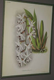 Lindenia Limited Edition: Coelogyne Dayana Rchb (White and Purple) Orchid Collector Wall Art Decor (B5)