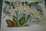 Lindenia Limited Edition Print: Odontoglossum Warocqueanum (White, Speckled Red with Yellow Center) Orchid Collector Art (B2)