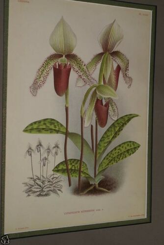 Lindenia Limited Edition Print: Paphiopedilum, Cypripedium Superbiens, Lady Slipper (Maroon) Orchid Collector Art (B2)