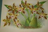 Lindenia Limited Edition Print: Odontoglossum Bleichroderianum (Pale Yellow with Speckled Red) Orchid Collector Art (B2)