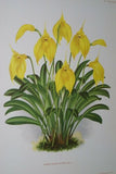 Lindenia Limited Edition Print: Cymbidium Grandiflorum Var Punctatum (Yellow) Orchid Collector Art (B3)