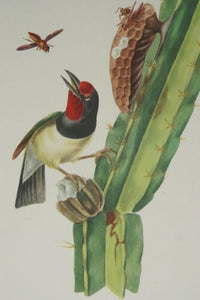 VERY RARE 1960 Rare Descourtilz Limited Edition Original Folio Lithograph Brazilian Bird Plate 11 Black-Spotted Barbet or Cabezon a Plastron Noir on Cactus