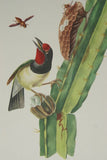 VERY RARE 1960 Rare Descourtilz Limited Edition Original Folio Lithograph Brazilian Bird Plate 11 Black-Spotted Barbet or Cabezon a Plastron Noir on Cactus