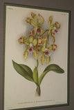 Lindenia Limited Edition Print: Cattleya Granulosa Lindl Var Souvenir De Raymond Storms Wavr (Yellow and Fushia) Orchid Collector Art (B5)