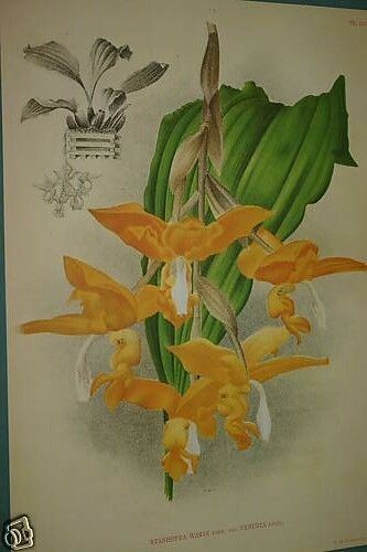 Lindenia Limited Edition Print: Stanhopea Wardi Var Venusta (Yellow/Orange) Collector Art (B3)