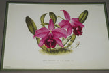 Lindenia Limited Edition Print: Cattleya x Mantinii G Mantin (Fushia) Orchid Collector Art (B4)
