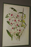 Lindenia Limited Edition Print: Dendrobium Nobile Var Cooksonianum (Pink and Magenta) Orchid Collector Art (B3)