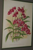 Lindenia Limited Edition Print: Dendrobium Nobile Var Cooksonianum (Pink and Magenta) Orchid Collector Art (B3)