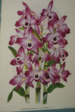 Lindenia Limited Edition Print: Dendrobium Maccarthia Thwaites (Fushia and White) Orchid Collector Art (B3)