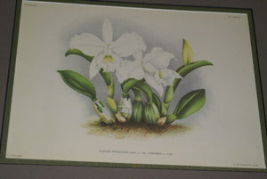 Lindenia Limited Edition Print: Laelia Praestans Var Candida (White) Orchid Collector Art (B4)