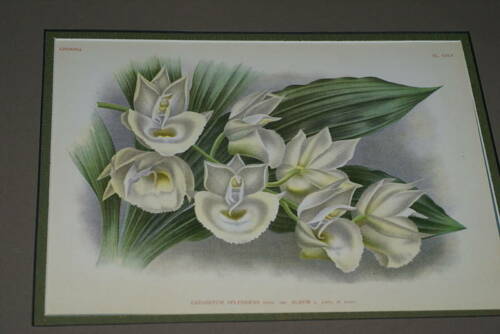 Lindenia Limited Edition Print: Catasetum Splendens Var Album (White) Orchid Collectible Art (B3)
