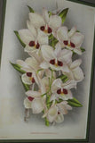 Lindenia Limited Edition Print: Dendrobium Crumenatum (White) Orchid Collectible Art (B2)