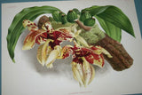 Lindenia Limited Edition Print: Stanhopea Eburnea Lindl (White) Orchid Collector Art (B2)