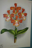 Lindenia Limited Edition Print: Laeliocattleya x Eximia Hort (Pink with Red Center) Orchid Collector Art (B3)