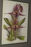 Lindenia Limited Edition Print: Paphiopedilum Cypripedium Miteauanum, Lady Slipper (Magenta) Orchid Collector Art (B1)