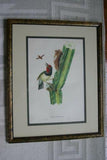Professionally Double Matted & Framed in Hand-painted Frame 24”x 19” VERY RARE Authentic Limited Edition 1960 Descourtilz Folio of Tropical Black-Spotted Barbet or Cabezon a Plastron Noir Bird Plate 11 from Brazil (DES15)