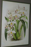 Lindenia Limited Edition Print: Odontoglossum Pescatorei Orchid (White, Magenta, Yellow) Collectible (B3)