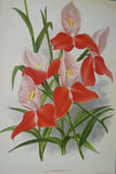 Lindenia Limited Edition Print: Bifrenaria Harrisoniae (White and Magenta) Orchid Collector Art (B2)