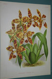 Lindenia Limited Edition Print: Odontoglossum Ruckerianum (White with Speckled Sienna and Yellow Center)  Orchid Collector Art (B1)