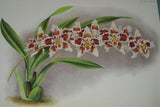 Lindenia Limited Edition Print: Odontoglossum Crispum Ldl Var Tigrinum L Lind (White, Red and Yellow) Orchid Collector Art (B5).