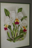 Lindenia Limited Edition Print: Cattleya x Parthenia Bleu (White with Yellow Center) Orchid Collector Art (B2)