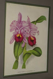 Lindenia Limited Edition Print: Cattleya Cupidon (Pale Pink and Yellow) Orchid Collector Art (B3)