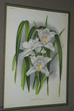 Lindenia Limited Edition Print: Cymbidium Lowianum Var Superbissimum (Yellow and Purple) Orchid Collectible Art (B3)