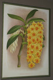 Lindenia Limited Edition Print: Dendrobium Galliceanum (White and Yellow) Orchid Collector Art (B2)