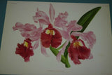 Lindenia Limited Edition Print: Laeliocattleya x Varjenevskyana (Pink and Magenta) Orchid Collector Art (B3)
