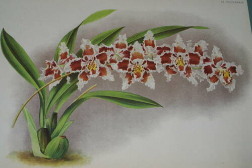 Lindenia Limited Edition Print: Odontoglossum Crispum Var Prince Albert (White, Red and Yellow) Orchid Art (B5)