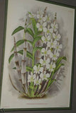 Lindenia  Limited Edition Print: Dendrobium Purpureum Candidulum (White) Orchid Collector Art (B1)