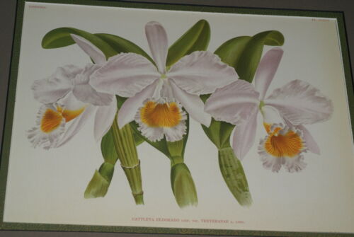 Lindenia Limited Edition Print: Cattleya Eldorado Var Treyeranae (White and Yellow) Orchid Collector Art (B3)
