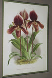 Lindenia Limited Edition Print: Paphiopedilum, Cypripedium x Leeanum Var Olivaceum, Lady Slipper (Yellow and White) Orchid Collector Art (B5)