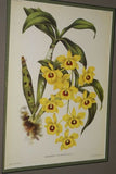 Lindenia Limited Edition Print: Botanical Dendrobium x Ainsworthi (White and Magenta) Orchid Collector Art (B2)