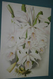 Lindenia Limited Edition Print: Laelia Pumila Rchb F Var Amabilis L Lind (White) Orchid Collector Art (B4)