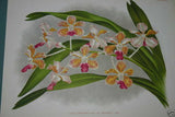Lindenia Limited edition Print: Aerides Lawrenceae, Vanda Family Orchid (White and Magenta)  Collectible Art (B3)