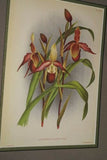 Lindenia Limited Edition Print: Paphiopedilum, Cypripedium Insigne Wallich Var Cinnamomeum, Lady Slipper (Yellow and White) Orchid Collector Art (B5)