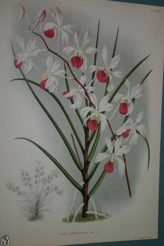 Lindenia Limited Edition Orchid Art Print: Rhynchostylis