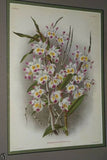 Lindenia Limited Edition Print: Dendrobium Nobile Var Jaspideum (Magenta) Orchid Collector Art (B5)