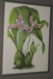 Lindenia Limited Edition Print: Lycaste Macrobulbon Costata (Yellow) Orchid Collectible Art (B2)