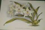 Lindenia Limited Edition Print: Odontoglossum Crispum Var Mooreanum (White) Orchid Collector Art (B4)