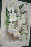 Lindenia Limited Edition Print: Miltonia Blunti Var Lubbersiana (Magenta, Yellow and White)  Orchid Collector Art (B2)