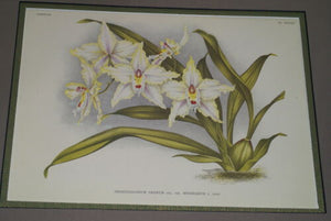 Lindenia Limited Edition Print: Odontoglossum Crispum Var Mooreanum (White) Orchid Collector Art (B4)