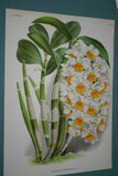 Lindenia Limited Edition Print: Dendrobium Phalaenopsis Fitzgerald Var Lindeniae (White and Mauve) Orchid  Collectible Art (B5)