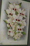 Lindenia Limited Edition Print: Dendrobium Dalhousieanum (White and Purple) Orchid Collectible Art (B2)